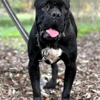 کن‌کورس نر / اصیل / جهت جفتگیری