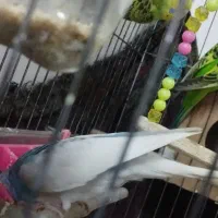 مرغ عشق|پرنده|خاوران, |دیوار