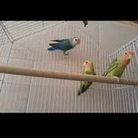طوطی برزیلی سه تاقیمت مناسب