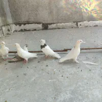 کبوتر|پرنده|شیراز, شهرک گلها|دیوار
