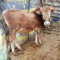 دو عدد گوساله نر