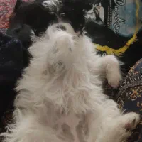 فروشی قیمت 7500