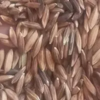 فروش شلتوک  درجه یک|خوردنی و آشامیدنی|اهواز, دغاغله|دیوار
