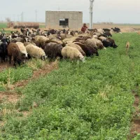 گله گوسفند/ میش و بره درجه یک