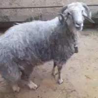 بره نر داشتی