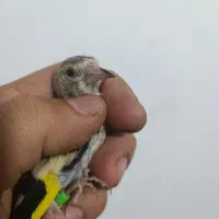 جوجه متولد قفس زیر دهن|پرنده|همدان, |دیوار