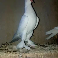 کبوتر