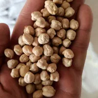 خرید و فروش و بوجاری انواع حبوبات|عمدهفروشی|مشگین شهر, |دیوار