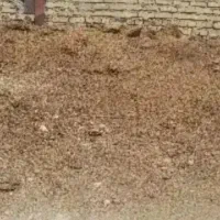 کودحیوانی گوسفندی