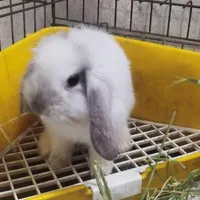 خرگوش لوپ هلندی  نر و ماده