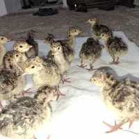 جوجه بوقلمون یک هفته برنز سینه پهن