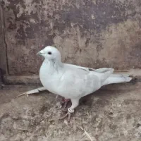 مصری کرمانی کاکلی|پرنده|بیرجند, |دیوار