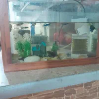 آکواریوم ب همراه ماهی و پمپ هوا و نور و حلزون