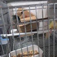 گرینچک و طوطی خورشیدی|پرنده|بندرعباس, |دیوار