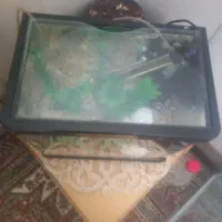 شیشه آکواریوم|ماهی|آذرشهر, |دیوار