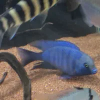 ماهی بلو دلفینی|ماهی|پاکدشت, پاکدشت (مامازند)|دیوار