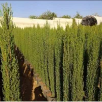 فروش گل گیاه نهال|گل و گیاه طبیعی|محمدیه-قزوین, |دیوار