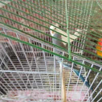 دو عدد مرغ عشق|پرنده|کوهدشت, |دیوار