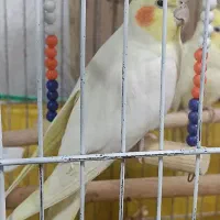 عروس هلندی جفت