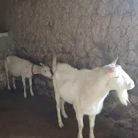 تکه اصل سانن