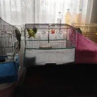 مرغ عشق|پرنده|هشتگرد, تهران دشت|دیوار