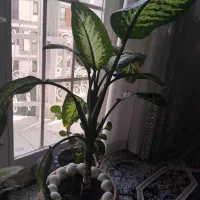 گل طبیعی دیفن باخیا