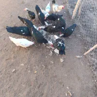 اردک شوروی نر و خروس|حیوانات مزرعه|دشتک, |دیوار