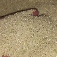 خرده برنج کامفیروزی