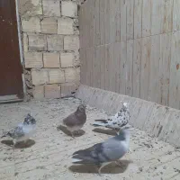 کفتر کل ماستی جفت نر سرخ دم سرور چندتا مقلوف|پرنده|قم, انصارالحسین|دیوار