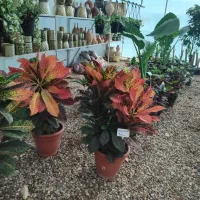 گلباغ نویان فروش انواع گل وگیاه|گل و گیاه طبیعی|خرمشهر, |دیوار