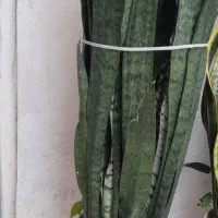 چهار عدد گل با گلدان بزرگ