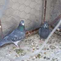 کفتر سار موشی پر خال، آلمانی|پرنده|مشهد, شهرک مهرگان|دیوار