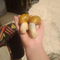 حلزون|خزنده|خرمدره, |دیوار