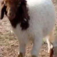 فروش گوسفند زنده مغان با ارسال سراسری تهران