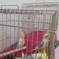 عروس هلندی جفت بالغ
