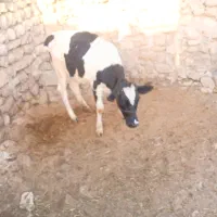 گوساله