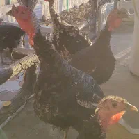 بوقلمون نر ماده