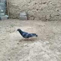 کفتر|پرنده|شیروان (خراسان), |دیوار