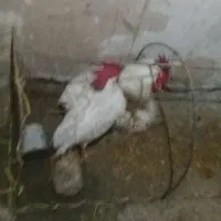 خروس سفید سالم و سرحال