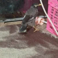 مرغ مینا|پرنده|بم, |دیوار