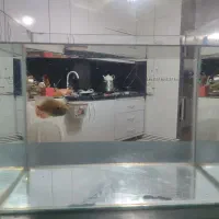 آکواریم با ماهی