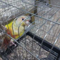 طوطی گرینچیک