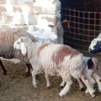 بره‌نر