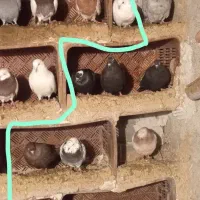 کبوتر|پرنده|ملکان, |دیوار