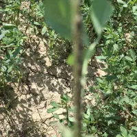 فروش-1400-مترمربع-زمین-باغ-سر-جاده-اصلی-جنت-مکان