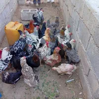 تخم‌مرغ نطفه دار گلین