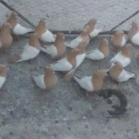 فروشی کبوتر