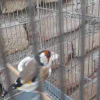 سره دهن لر  سر دهن ها مهر یدونه دیگه داغ سره