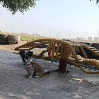 سگ شیتزو گوش روباهی ۷ ماهه