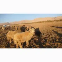 قوچ بختیاری|حیوانات مزرعه|یاسوج, |دیوار